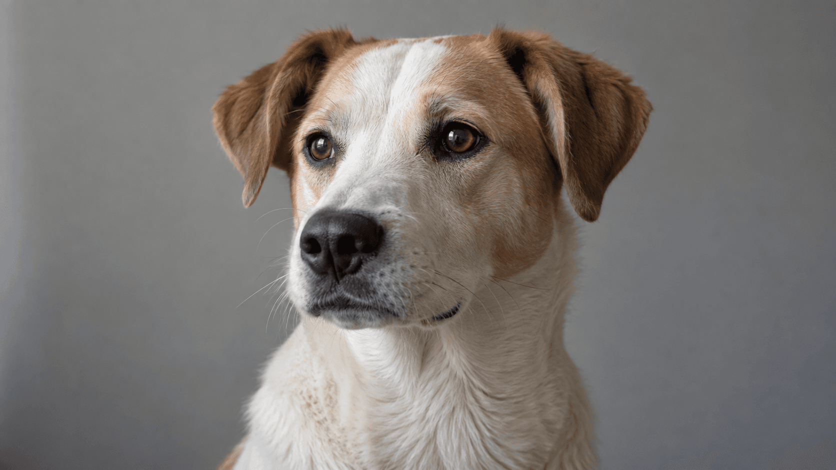 The original cream-and-brown dog portrait used throughout the Beam Bench screenshots